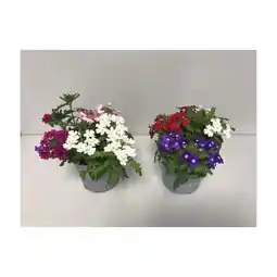 Hellweg Plantiflor Eisenkraut Trio Angebot