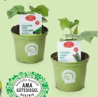 Hofer Zurück zum Ursprung Bio-Fruchtgemüsepflanze Angebot