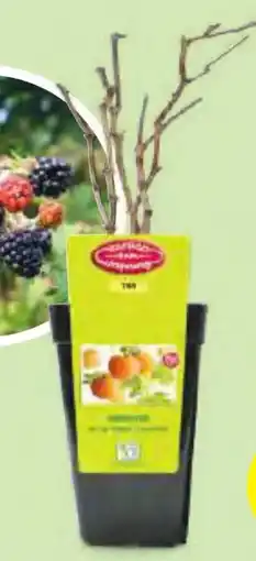 Hofer Zurück zum Ursprung Bio-Beerenstrauch Angebot