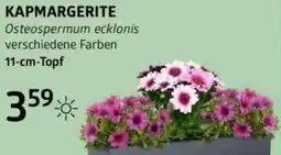 Bellaflora Kapmargerite Angebot