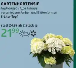 Bellaflora Gartenhortensie Angebot