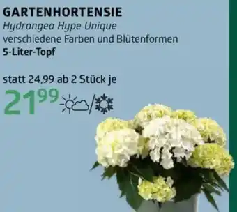 Bellaflora Gartenhortensie Angebot