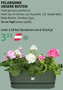Bellaflora Pelargonie unsere besten Angebot