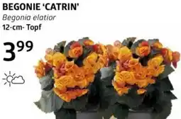 Bellaflora Begonie catrin Angebot