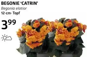 Bellaflora Begonie catrin Angebot