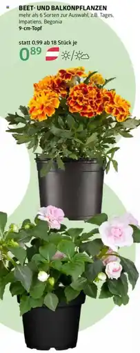Bellaflora Beet- und balkonpflanzen Angebot