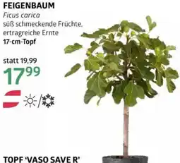 Bellaflora Feigenbaum Angebot