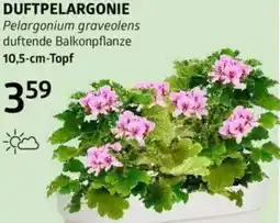 Bellaflora Duftpelargonie Angebot
