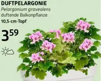 Bellaflora Duftpelargonie Angebot