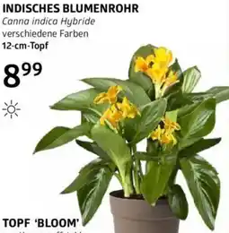Bellaflora Indisches blumenrohr Angebot