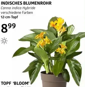 Bellaflora Indisches blumenrohr Angebot