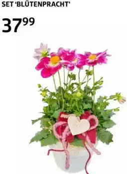 Bellaflora Set blütenpracht Angebot
