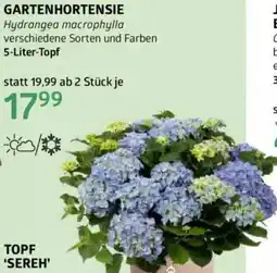 Bellaflora Gartenhortensie Angebot