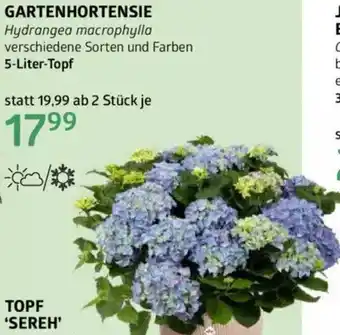 Bellaflora Gartenhortensie Angebot