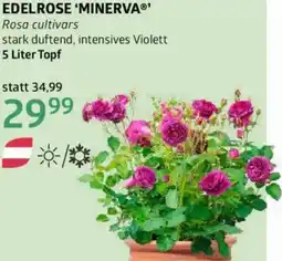 Bellaflora Edelrose minerva Angebot