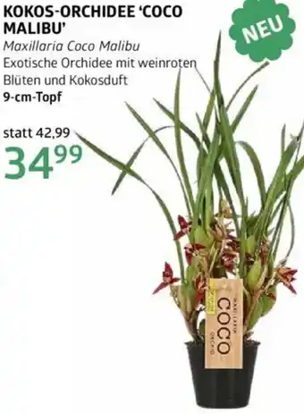 Bellaflora Kokos-orchidee coco malibu Angebot