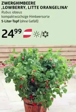 Bellaflora Zwerghimbeere lowberry litte orangelina Angebot