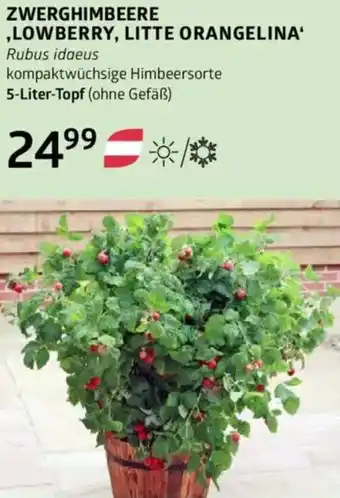 Bellaflora Zwerghimbeere lowberry litte orangelina Angebot