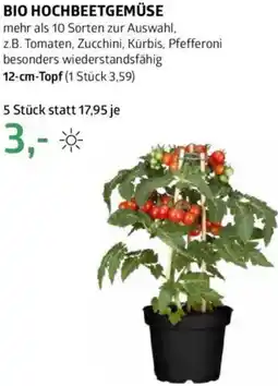 Bellaflora Bio hochbeetgemüse Angebot