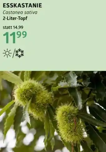 Bellaflora Esskastanie Angebot