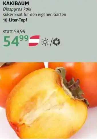 Bellaflora Kakibaum Angebot