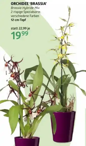 Bellaflora Orchidee brassia Angebot