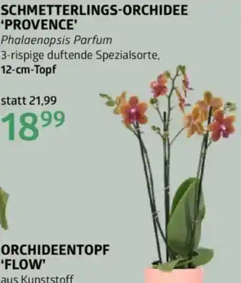 Bellaflora Schmetterlings-orchidee provence Angebot