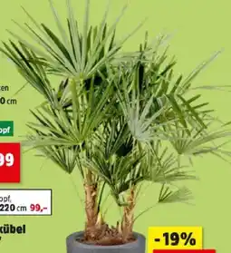 Thomas Philipps Palme Angebot