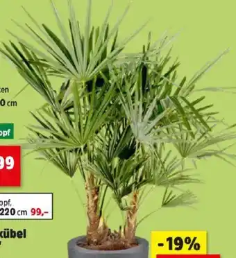 Thomas Philipps Palme Angebot