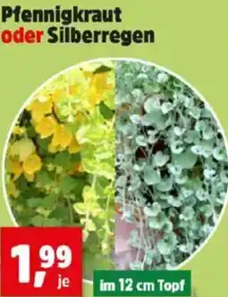 Thomas Philipps Pfennigkraut oder Silberregen Angebot