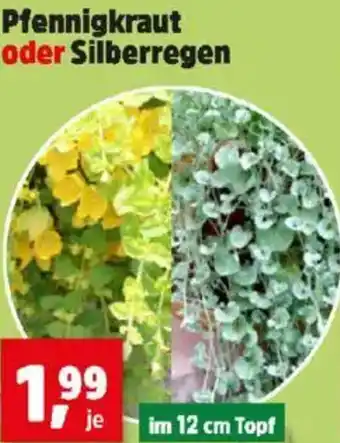 Thomas Philipps Pfennigkraut oder Silberregen Angebot