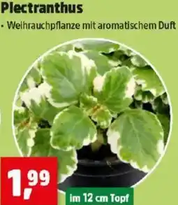 Thomas Philipps Plectranthus Angebot