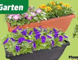 Thomas Philipps Beet- und Balkonpflanzen Angebot