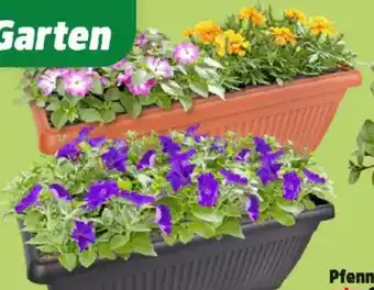Thomas Philipps Beet- und Balkonpflanzen Angebot