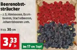 Thomas Philipps Beerenobst- sträucher Angebot