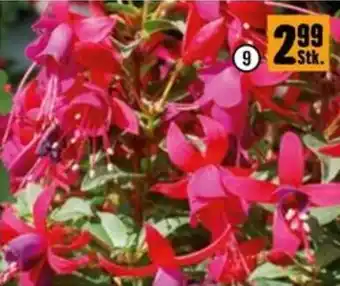 Hornbach Fuchsie hängend oder stehend Angebot