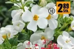 Hornbach Bacopa leicht hängend Angebot