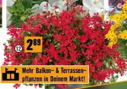 Hornbach Pelargonie hängend Angebot