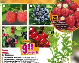 Hornbach Bio-Beerenobst Angebot