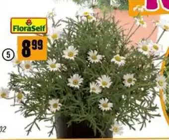 Hornbach Margerite Angebot