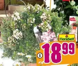 Hornbach Wachsblume Angebot