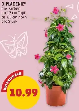 PENNY Dipladenie Angebot