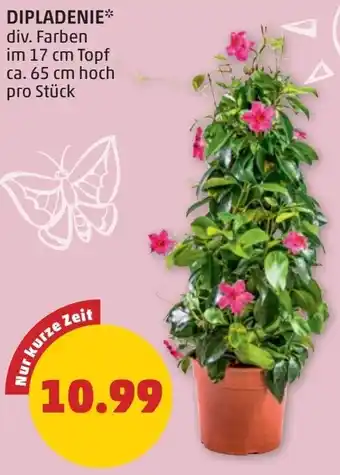 PENNY Dipladenie Angebot