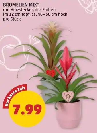 PENNY Bromelien mix Angebot