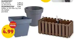 PENNY BLUMENTOPF Angebot