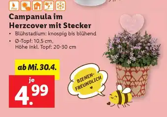Lidl Campanula im herzcover mit stecker Angebot