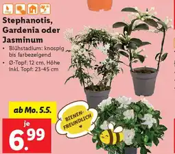 Lidl Stephanotis, gardenia oder jasminum Angebot