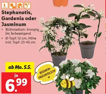 Lidl Stephanotis, gardenia oder jasminum Angebot