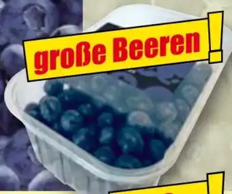 Norma Golden B Blueberries Premium Kultur-Heidelbeeren Angebot