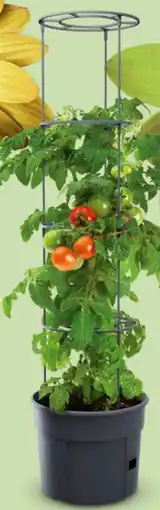Interspar Tomatentopf Angebot